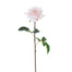 Rose Dutchess Open Short Stem - Pink