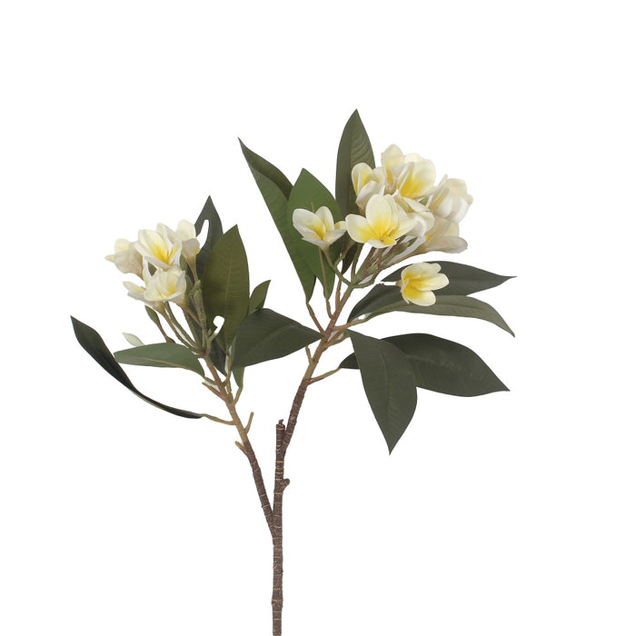 34 in Frangipani Spray - Cream