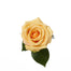 Peach Roses