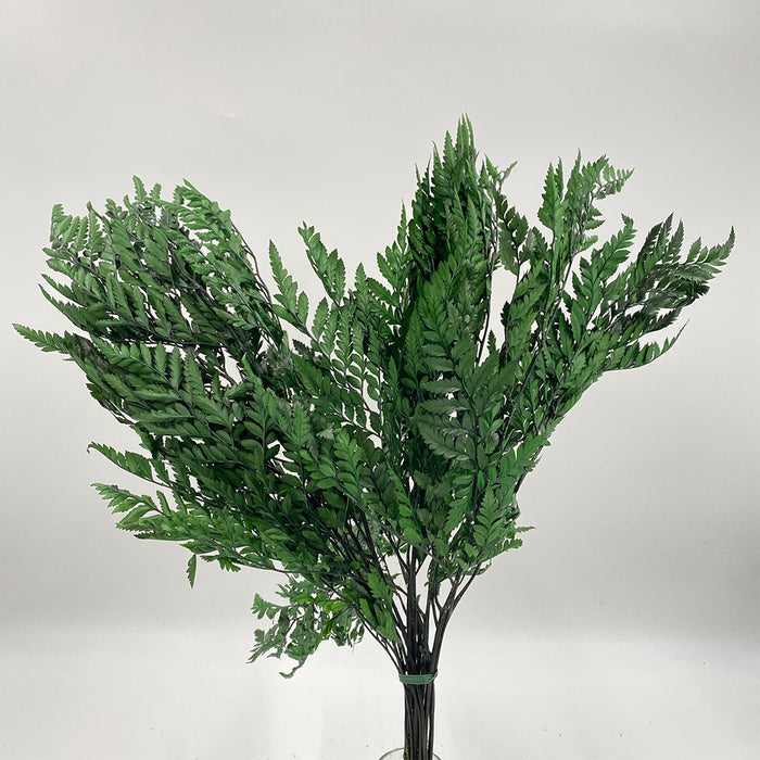 Leatherleaf - Green