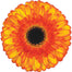 Gerbera Orange Spotlight