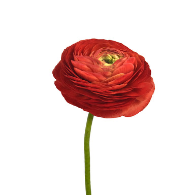 Ranunculus Red