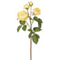 English Cathedral Rose - Yellow
