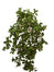 20" Mini Pothos Vine Bush