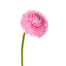 Ranunculus Pink