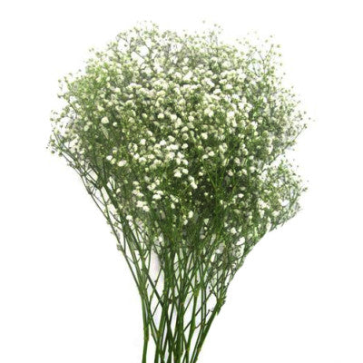 Gypsophila