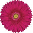 Gerber Daisy