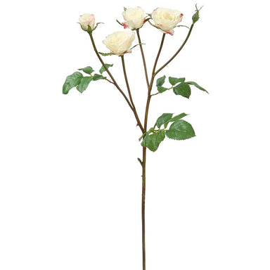 19" Rose Floribunda - Champagne