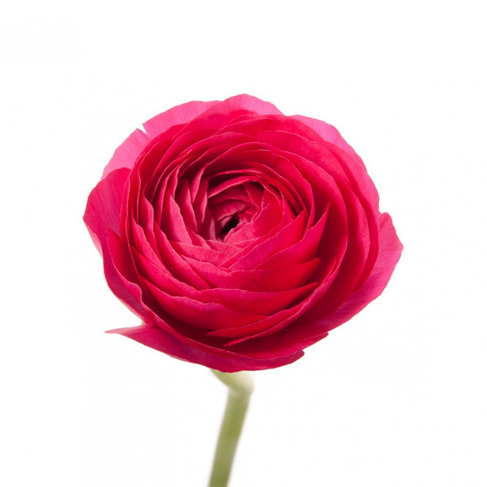 Ranunculus Hot Pink