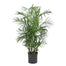 Bamboo Palm - 10 Inch