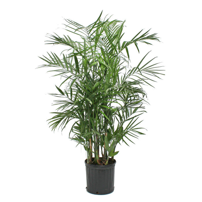 Bamboo Palm - 10 Inch