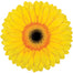 Gerber Daisy