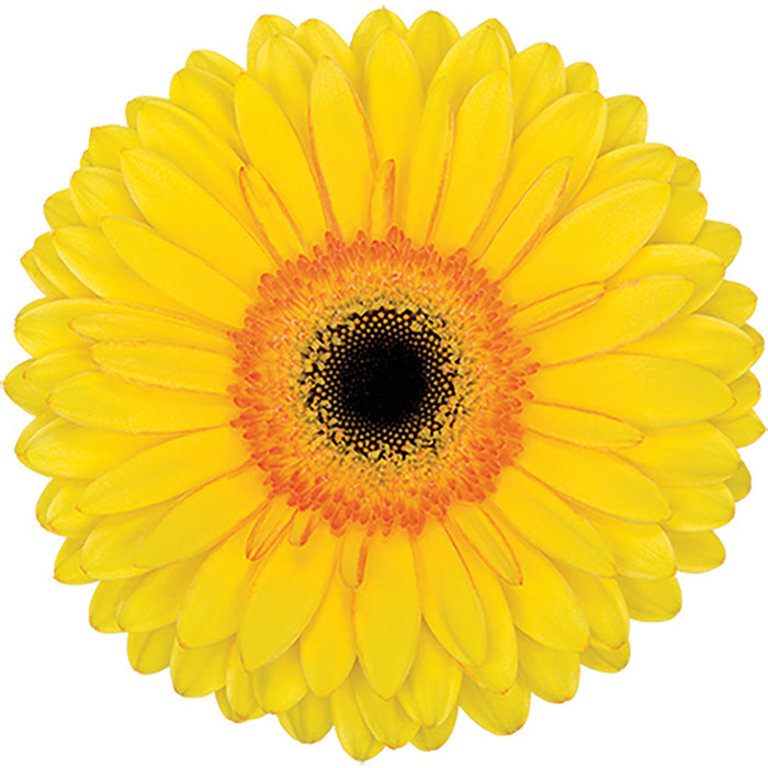 Gerber Daisy