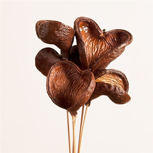 Badam Nut/Stem - Varnished