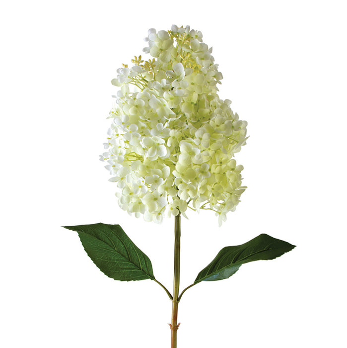Collosal Cone Hydrangea - White Green