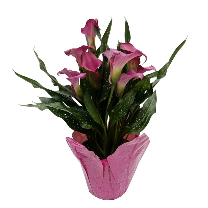 Calla Lily