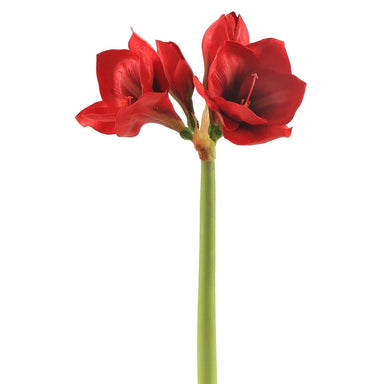 27.5" Red Amaryllis