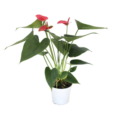 Anthurium Plant