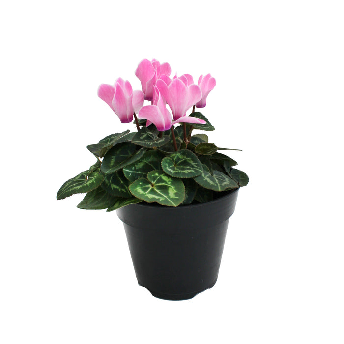 Cyclamen