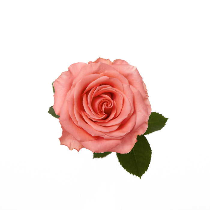 Coral Roses