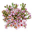 Waxflower