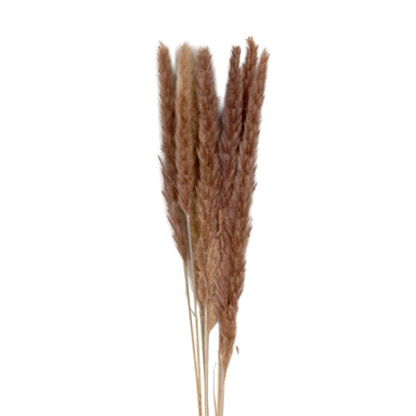 29" Dried Pampas Bunch - Natural