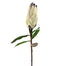 29" Mink Protea - White