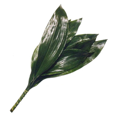 Aspidistra Green