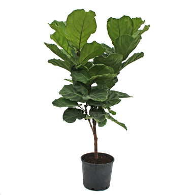 Fiddleleaf Fig Standard