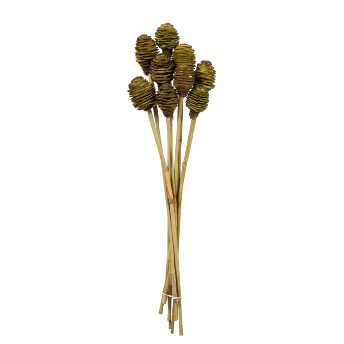 18-24" Basil Platy Cone on Stem - 10/Pk