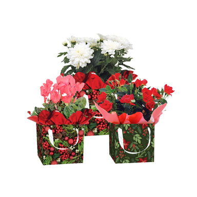 Flowering Christmas Gift Box w/Blooming Plant