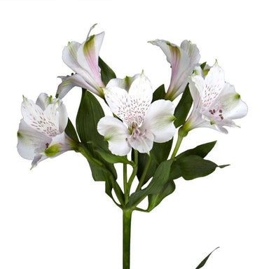 Alstroemeria White