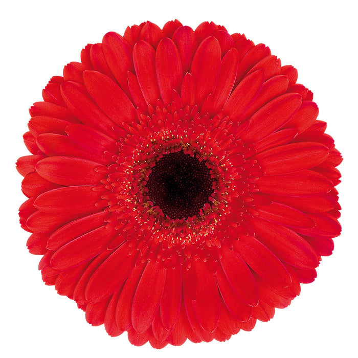 Gerber Daisy