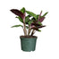 10 in Calathea Warscewiczii