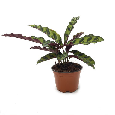 Calathea Rattlesnake