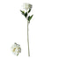 30 in Peony Natural Stem - Cream