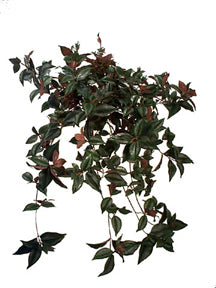 36" Wandering Jew