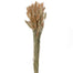 25" Dried Bundle of Bunny Tail Grass - Natural