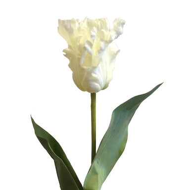 Tulip White Parrot