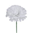 Single Carnation Head Pick- 100pcs/box