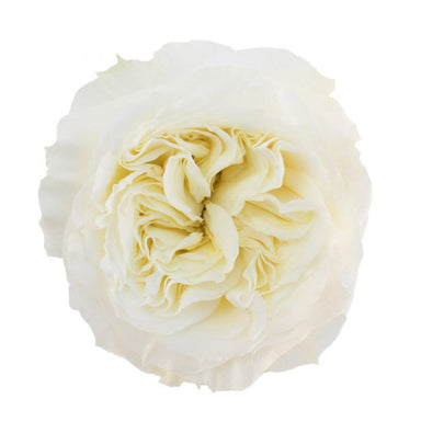 Garden Rose White Cloud