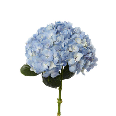 Hydrangea Light Blue Select