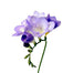 Freesia