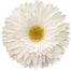 Gerber Daisy