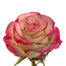 Pink Roses
