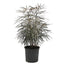 False Aralia Plant