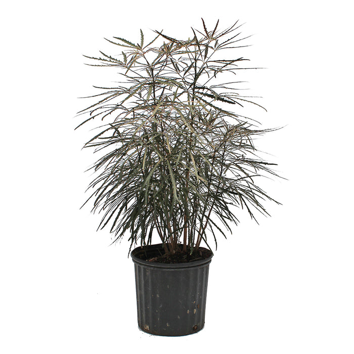 False Aralia Plant