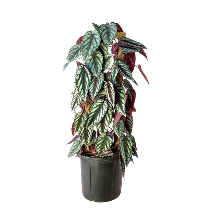 10" Rex Begonia Teepee