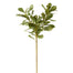 Pittosporum Spray - Green
