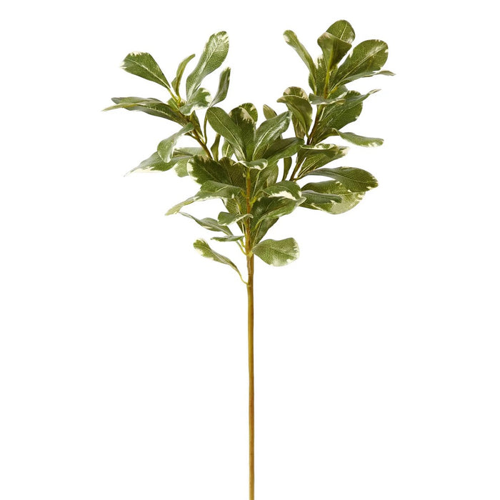 Pittosporum Spray - Green